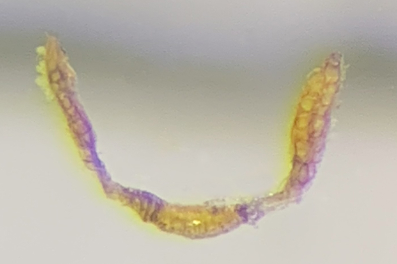 Dicranum brevifolium